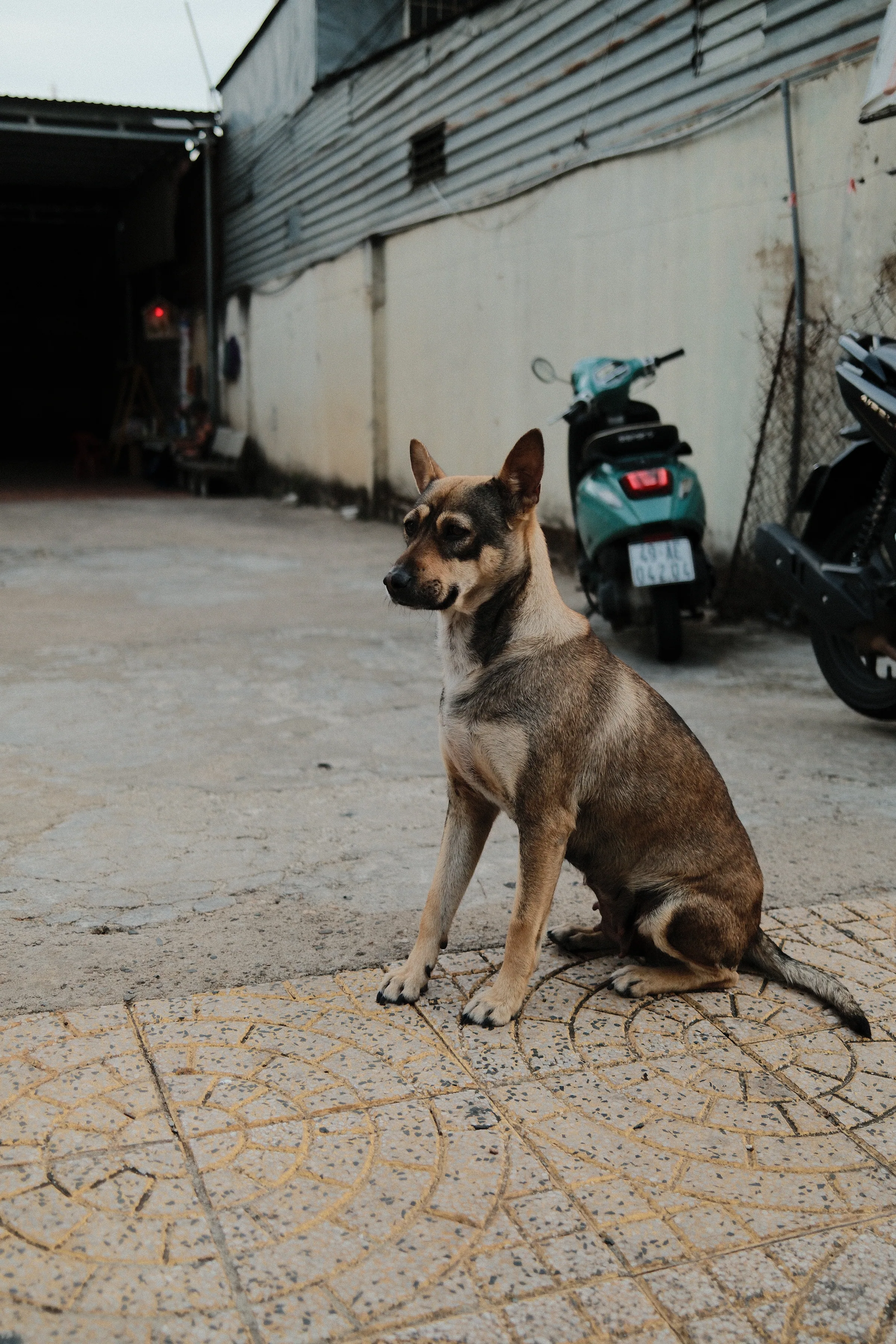 Vietnam travel photograph by Artem Shutkin, Da Lat, May 2026