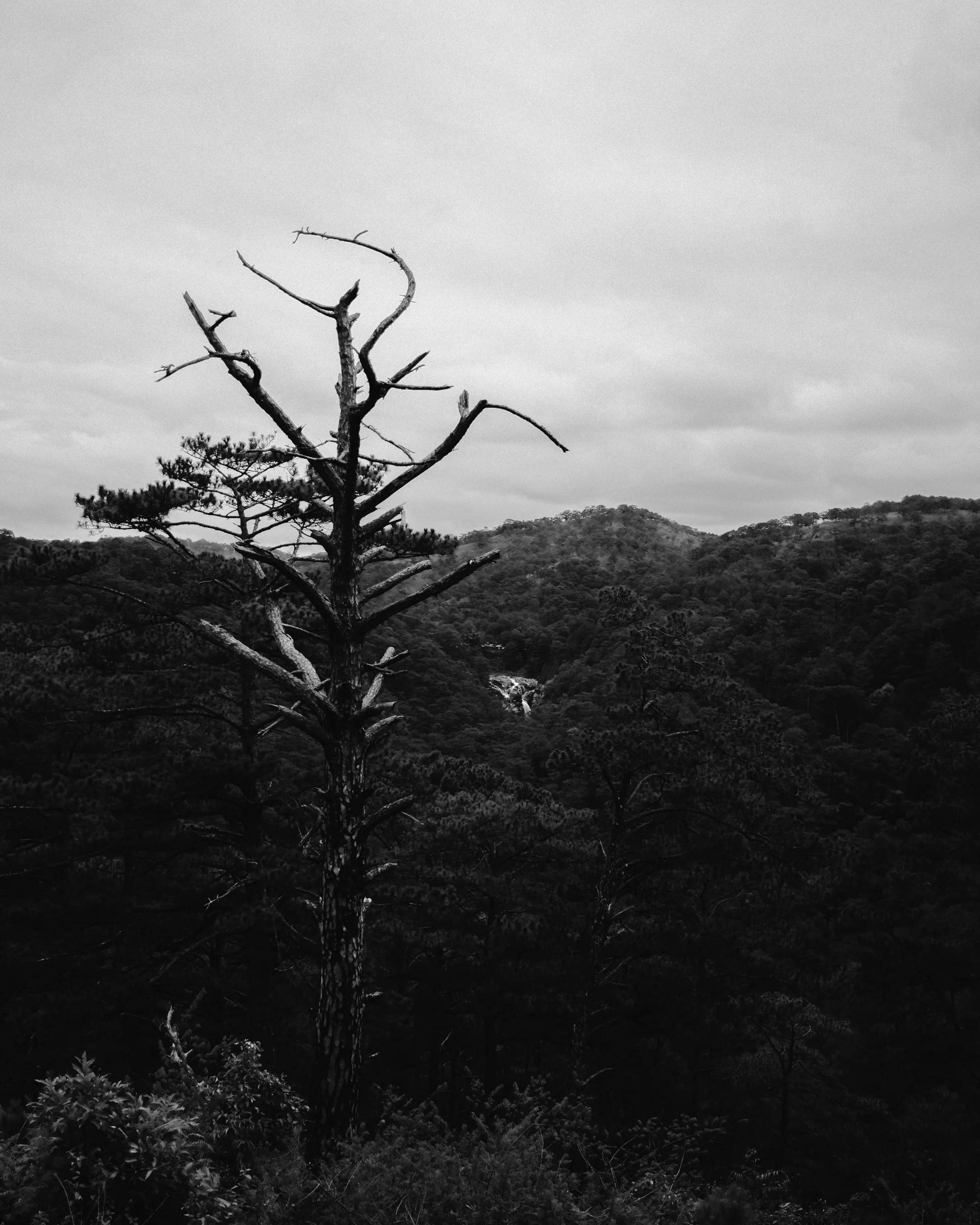 Vietnam travel photograph by Artem Shutkin, Da Lat, May 2026