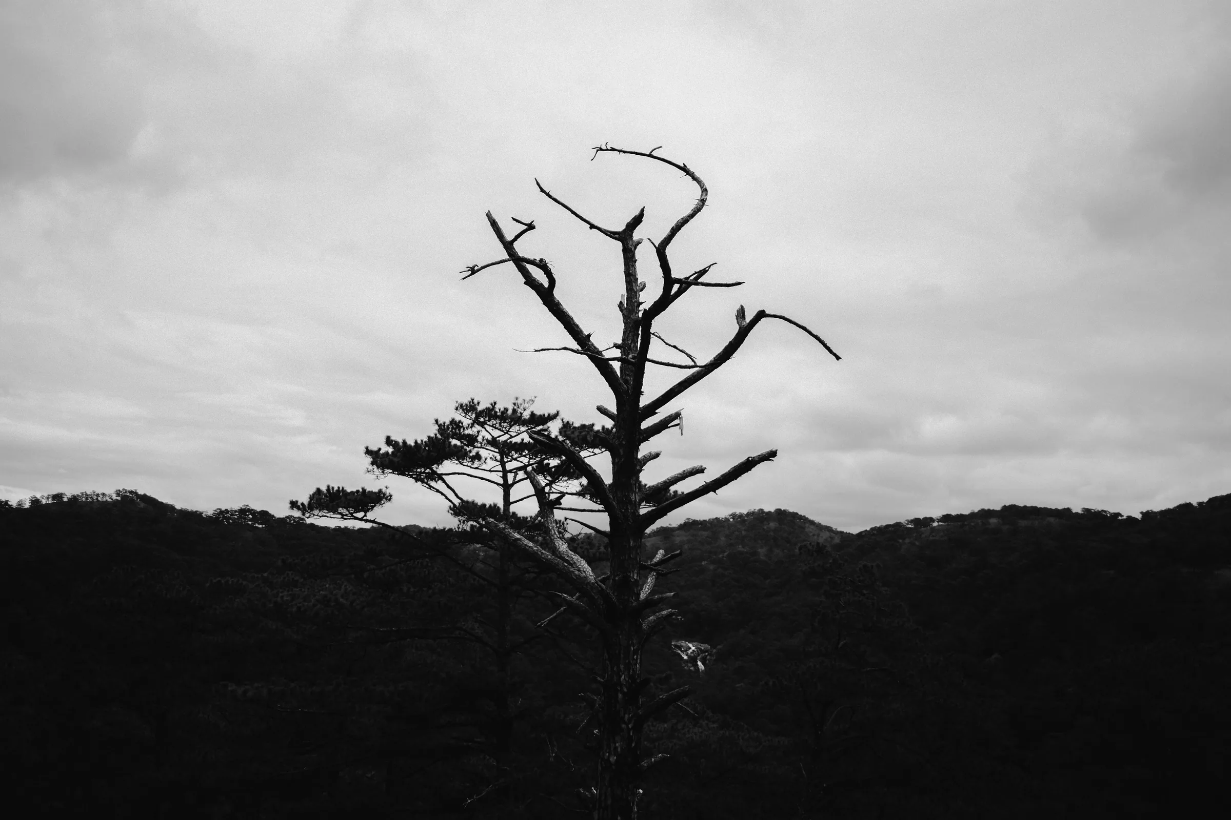 Vietnam travel photograph by Artem Shutkin, Da Lat, May 2026