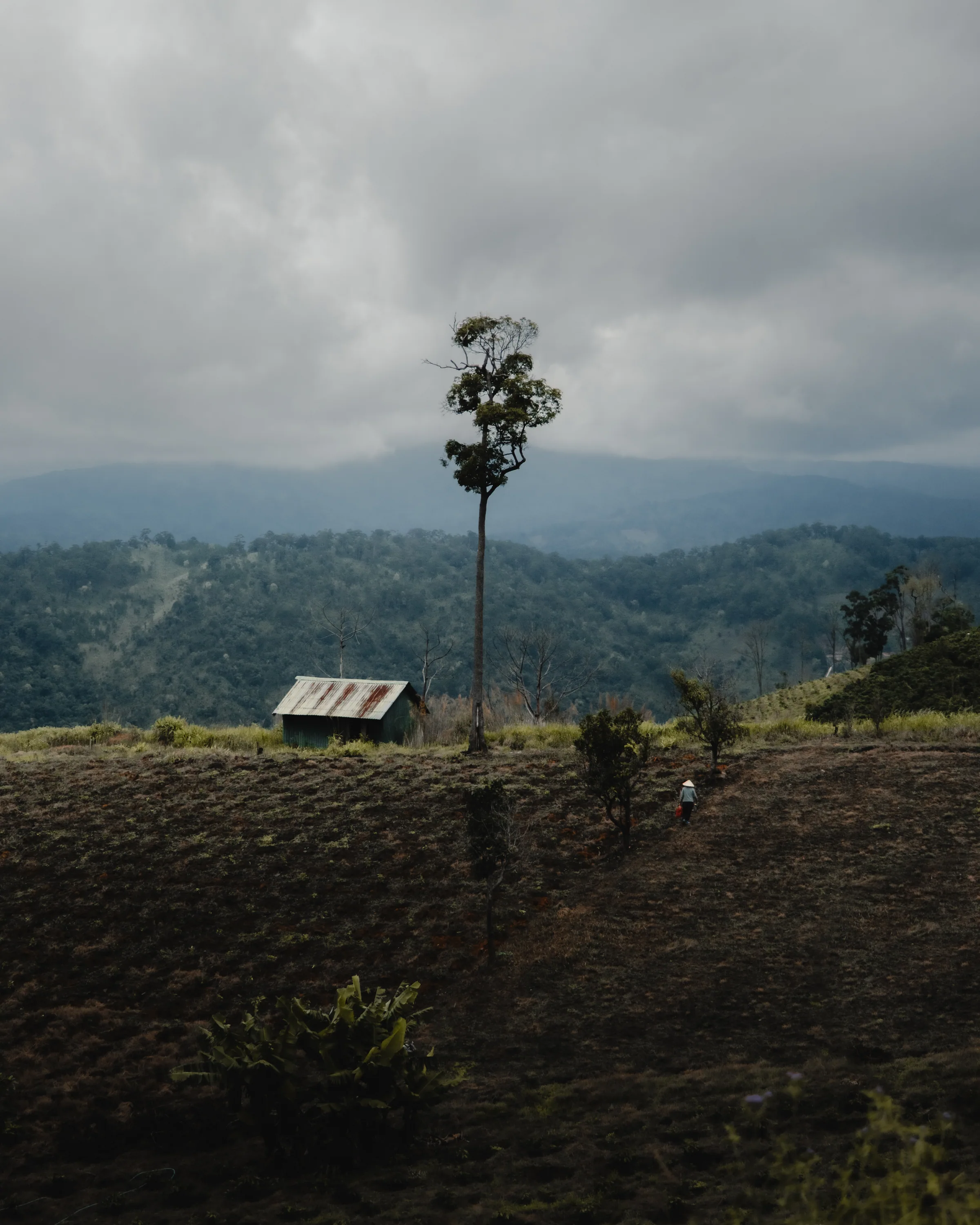 Vietnam travel photograph by Artem Shutkin, Da Lat, May 2026