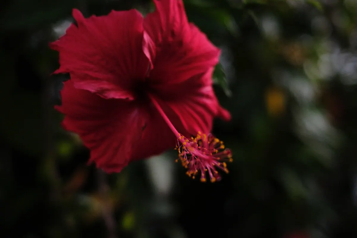 Vietnam photograph by Artem Shutkin, Da Nang / Hoi An
