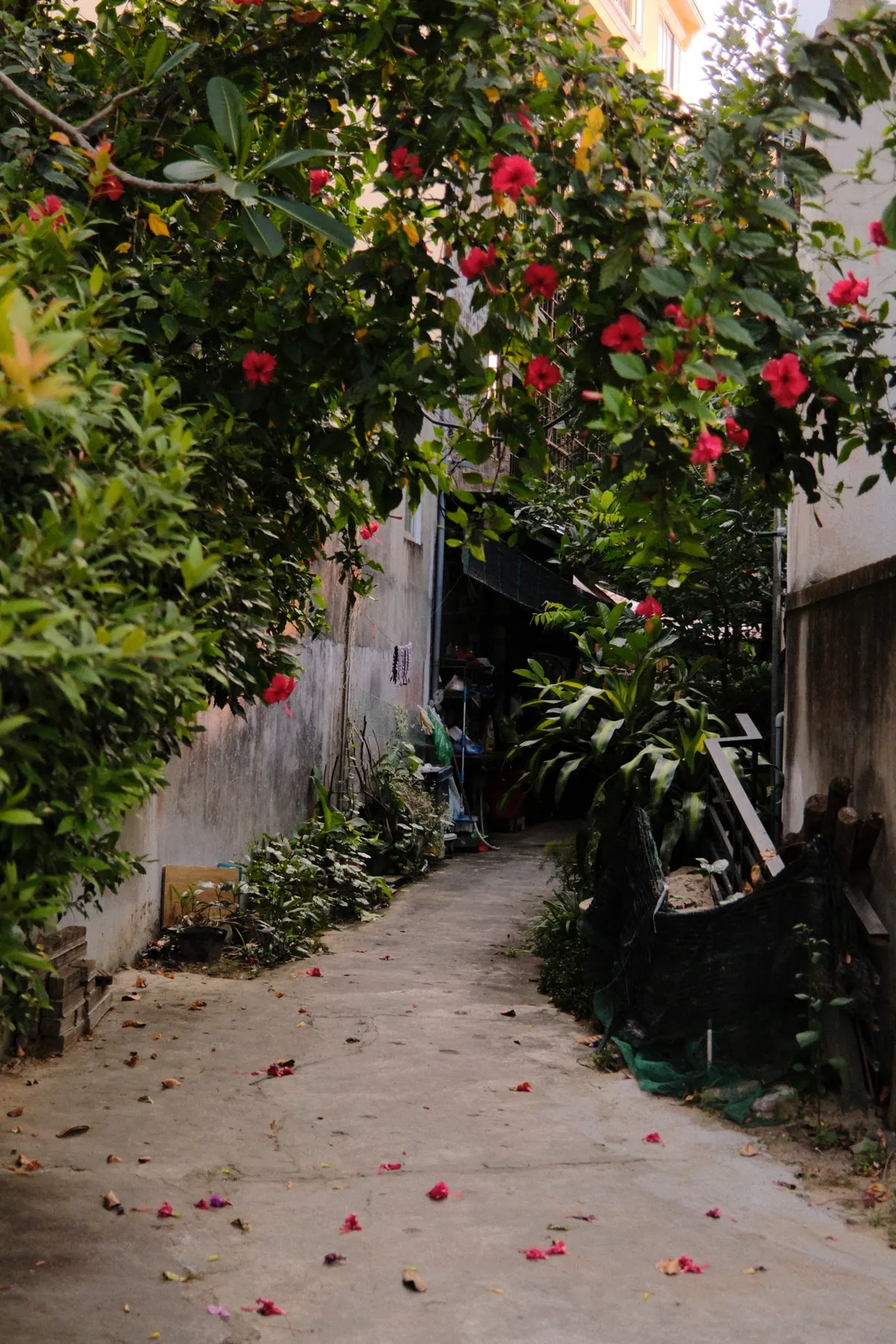 Vietnam photograph by Artem Shutkin, Da Nang / Hoi An