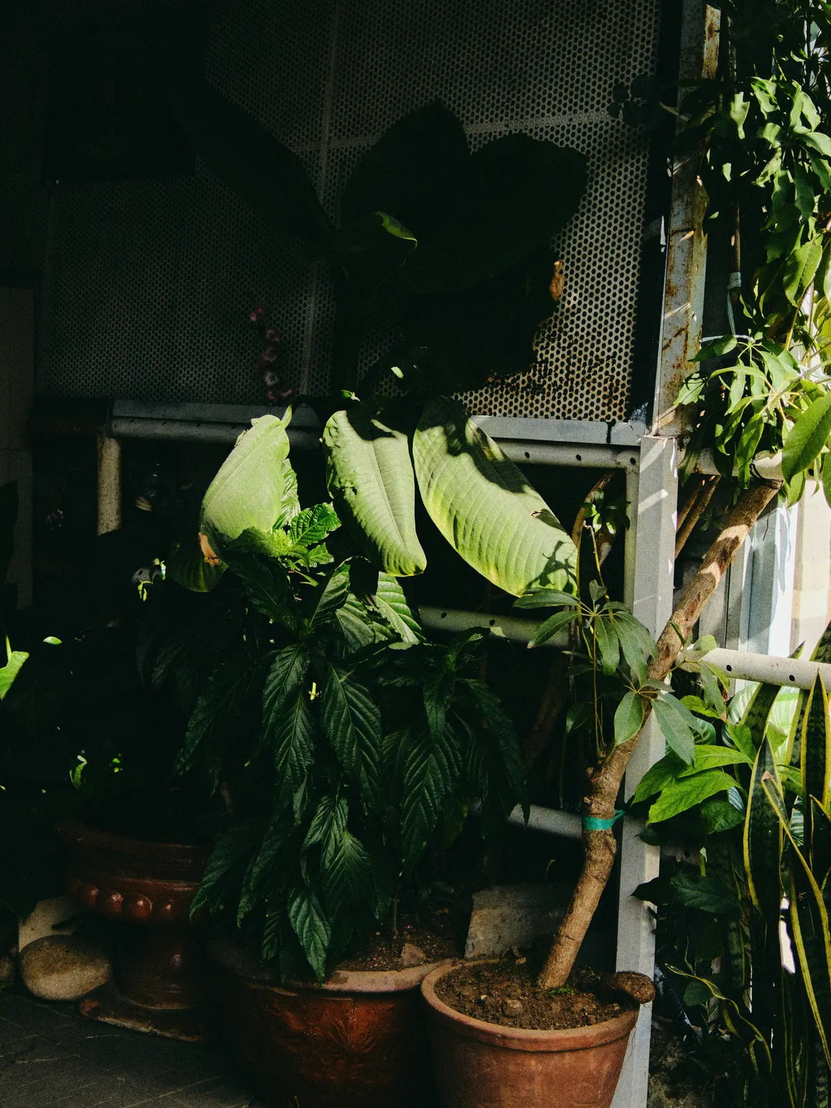 Vietnam photograph by Artem Shutkin, Da Lat